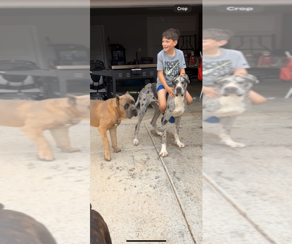 Medium Photo #4 Great Dane Puppy For Sale in ODESSA, TX, USA