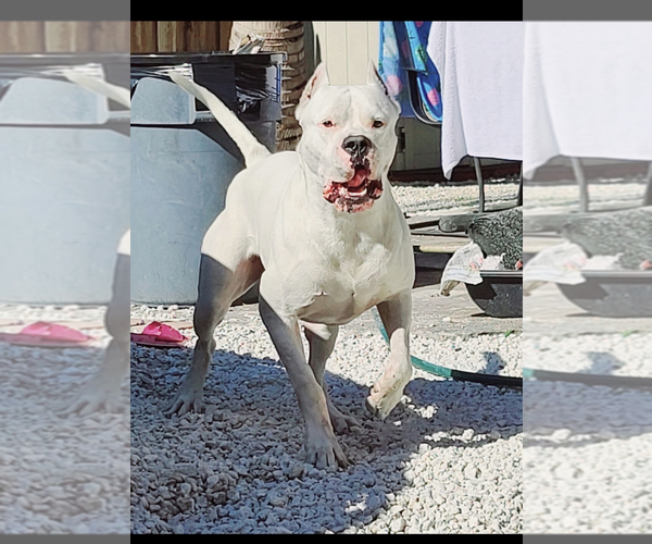 Medium Photo #1 Dogo Argentino Puppy For Sale in DORAL, FL, USA