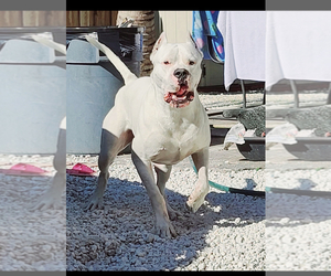 Father of the Dogo Argentino puppies born on 09/27/2023