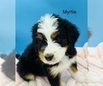 Puppy Myrtle Bernedoodle
