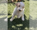 Small Goldendoodle