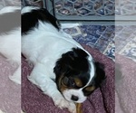 Puppy Tri Male Cavalier King Charles Spaniel
