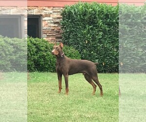Father of the Doberman Pinscher puppies born on 03/18/2021