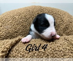 Small Photo #2 Border Collie Puppy For Sale in AND, SC, USA