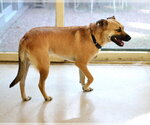 Small #1 German Shepherd Dog Mix