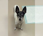 Small #1 Jack Russell Terrier Mix