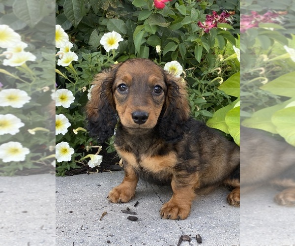 Medium Photo #1 Dachshund Puppy For Sale in CANOGA, NY, USA