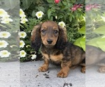 Image preview for Ad Listing. Nickname: Dixie