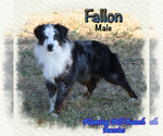 Image preview for Ad Listing. Nickname: Fallon
