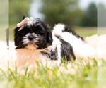 Small Photo #27 Shih Tzu Puppy For Sale in WARSAW, IN, USA