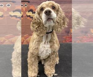 Cocker Spaniel Dogs for adoption in Westminster, MD, USA