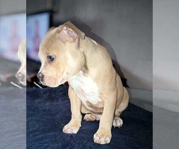 Medium Photo #4 American Bully Puppy For Sale in BARNEGAT, NJ, USA