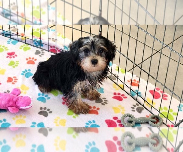 Medium Photo #1 Yorkshire Terrier Puppy For Sale in ORO VALLEY, AZ, USA
