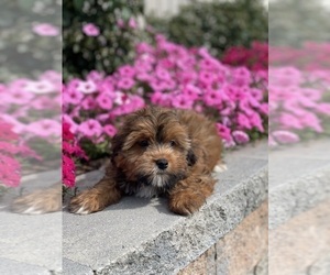 Havanese Puppy for sale in CANOGA, NY, USA