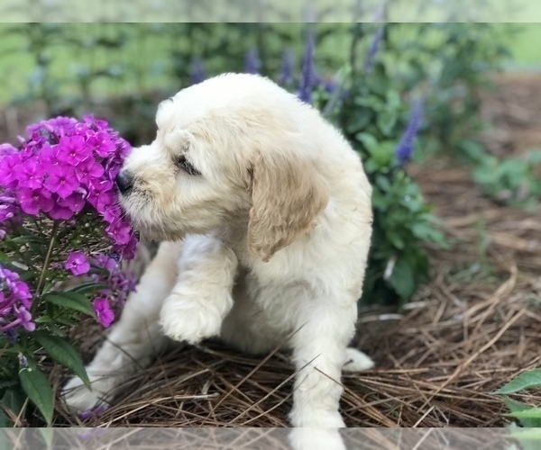 Medium Photo #4 Goldendoodle Puppy For Sale in PINEHURST, NC, USA