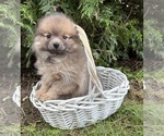 Small #3 Pomeranian