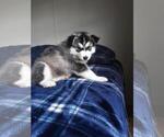 Small Photo #8 Wolf Hybrid Puppy For Sale in BYBEE, TN, USA