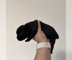 Small Photo #30 Australian Shepherd Puppy For Sale in DEVINE, TX, USA