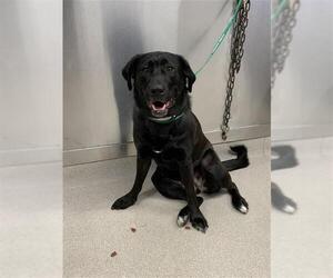 Labrador Retriever-Unknown Mix Dogs for adoption in Fairbanks, AK, USA