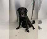 Small Labrador Retriever Mix