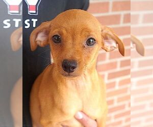 Chihuahua Dogs for adoption in Carrollton, TX, USA