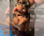 Puppy Puppy 1 Yorkshire Terrier