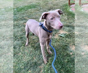 Affenpinscher-Unknown Mix Dogs for adoption in Pierceton , IN, USA