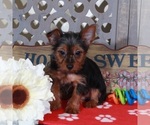 Small #2 Yorkshire Terrier