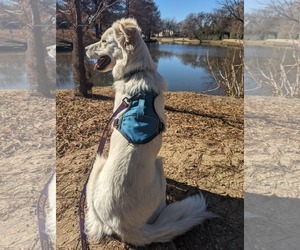 Juniper - Female Great Pyrenees-Unknown Mix Dog for Adoption - Photo #11