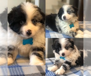 Miniature Australian Shepherd Puppy for sale in BROOKER, FL, USA