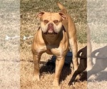Small Photo #1 American Bulldog Puppy For Sale in BOWLING GREEN, KY, USA
