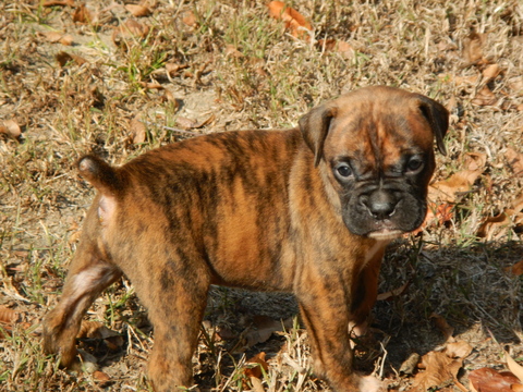 Medium Photo #1 Boxer Puppy For Sale in BEECH ISLAND, SC, USA