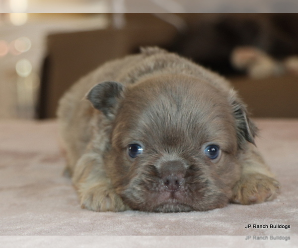 Medium Photo #5 French Bulldog Puppy For Sale in WINNSBORO, TX, USA