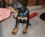 Puppy Blue collar Doberman Pinscher