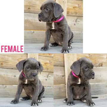 Medium Photo #2 Cane Corso Puppy For Sale in OLNEY SPRINGS, CO, USA