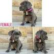 Small Photo #2 Cane Corso Puppy For Sale in OLNEY SPRINGS, CO, USA