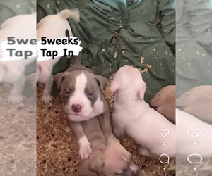 American Bully Puppy for sale in SAN FRANCISCO, CA, USA