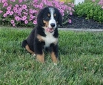 Small Photo #1 Bernese Mountain Dog Puppy For Sale in HARTLY, DE, USA