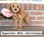 Small #4 Cockapoo (Miniature)