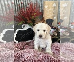 Small Photo #1 Goldendoodle Puppy For Sale in MARQUAND, MO, USA