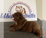 Small Photo #3 English Bulldog Puppy For Sale in CENTERVILLE, OH, USA