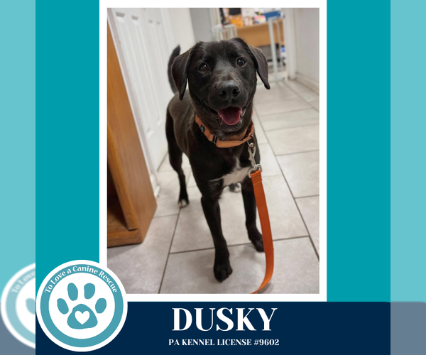 Medium Photo #12 Aussiedor Puppy For Sale in Kimberton, PA, USA