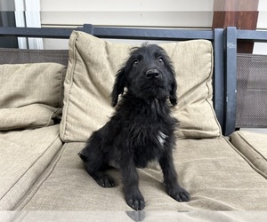 Labradoodle Puppy for sale in GILLETT, PA, USA