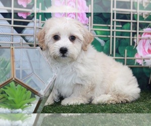 Poovanese Puppy for sale in MARIETTA, GA, USA