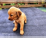 Small #3 Golden Retriever