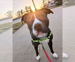 Small #2 American Pit Bull Terrier