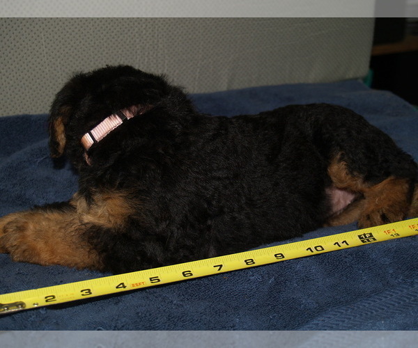Medium Photo #52 Airedale Terrier Puppy For Sale in CHARLESTOWN, IN, USA