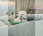 Puppy Pooh bear Maltese