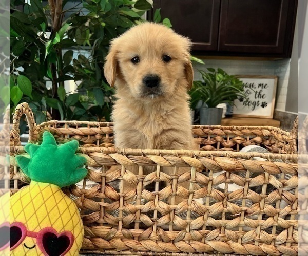 Medium Photo #4 Golden Retriever Puppy For Sale in INDIANAPOLIS, IN, USA