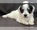 Small #2 Pembroke Welsh Corgi-Poodle (Miniature) Mix
